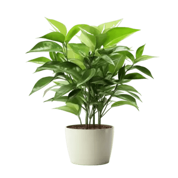Decorative Plant Accent
